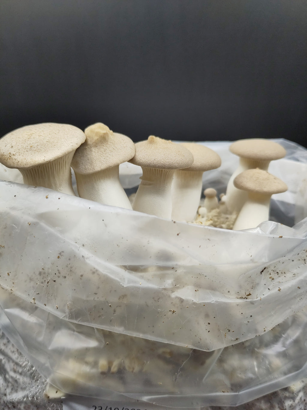 Corso di coltivazione e cucina | Pleurotus Eryngii...il Cardoncello!