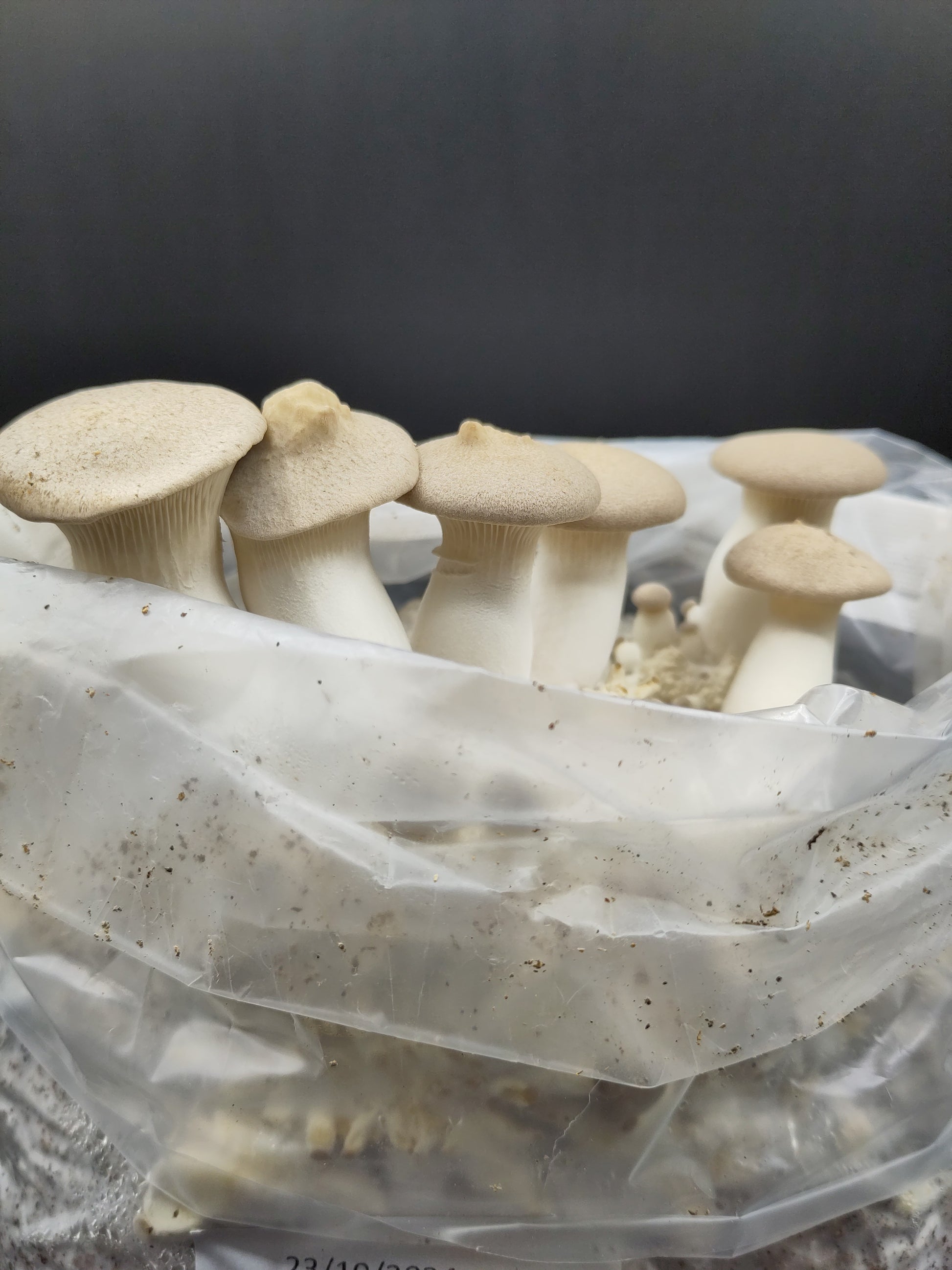 Corso di coltivazione e cucina | Pleurotus Eryngii...il Cardoncello!