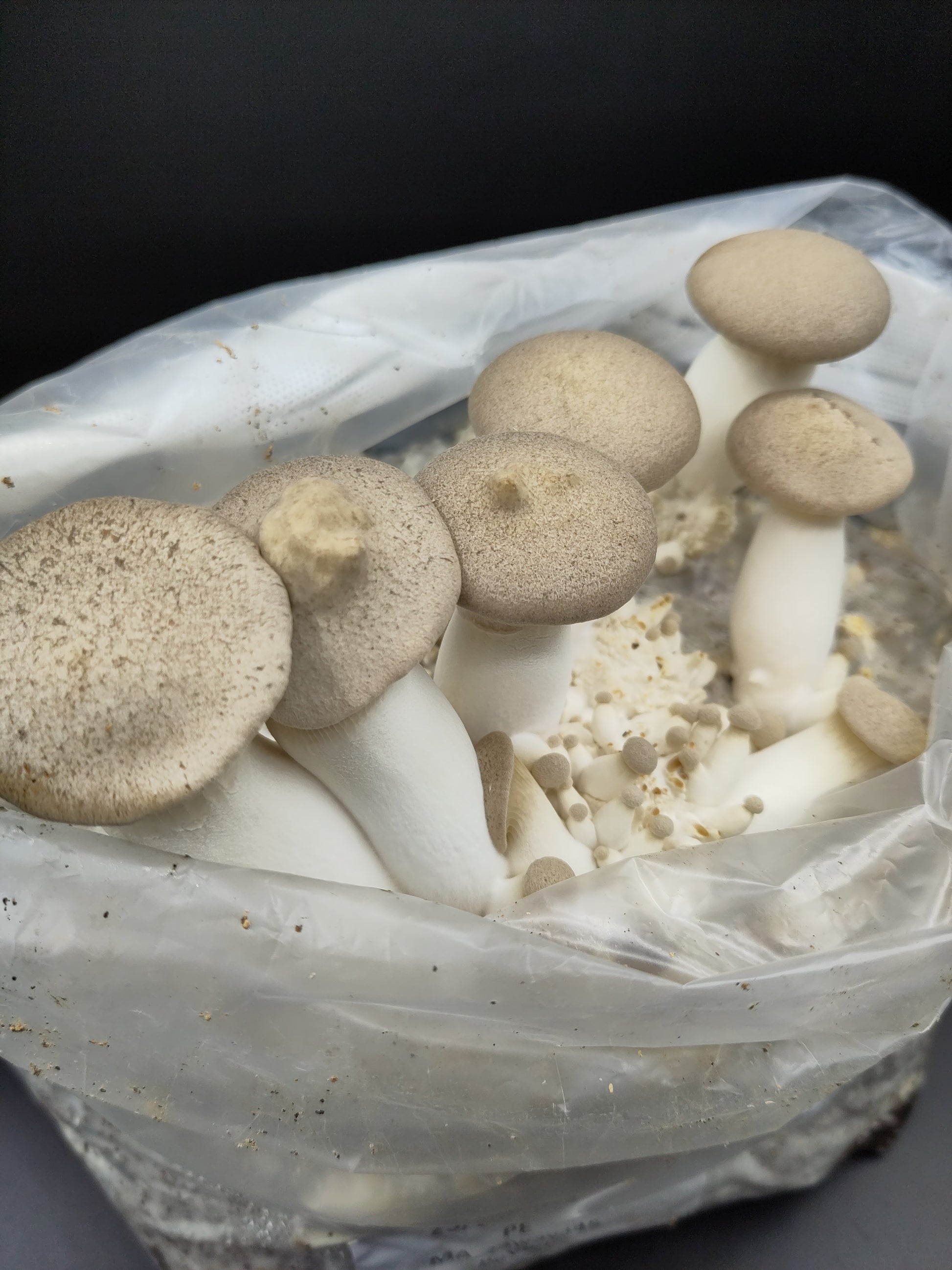 Corso di coltivazione e cucina | Pleurotus Eryngii...il Cardoncello!