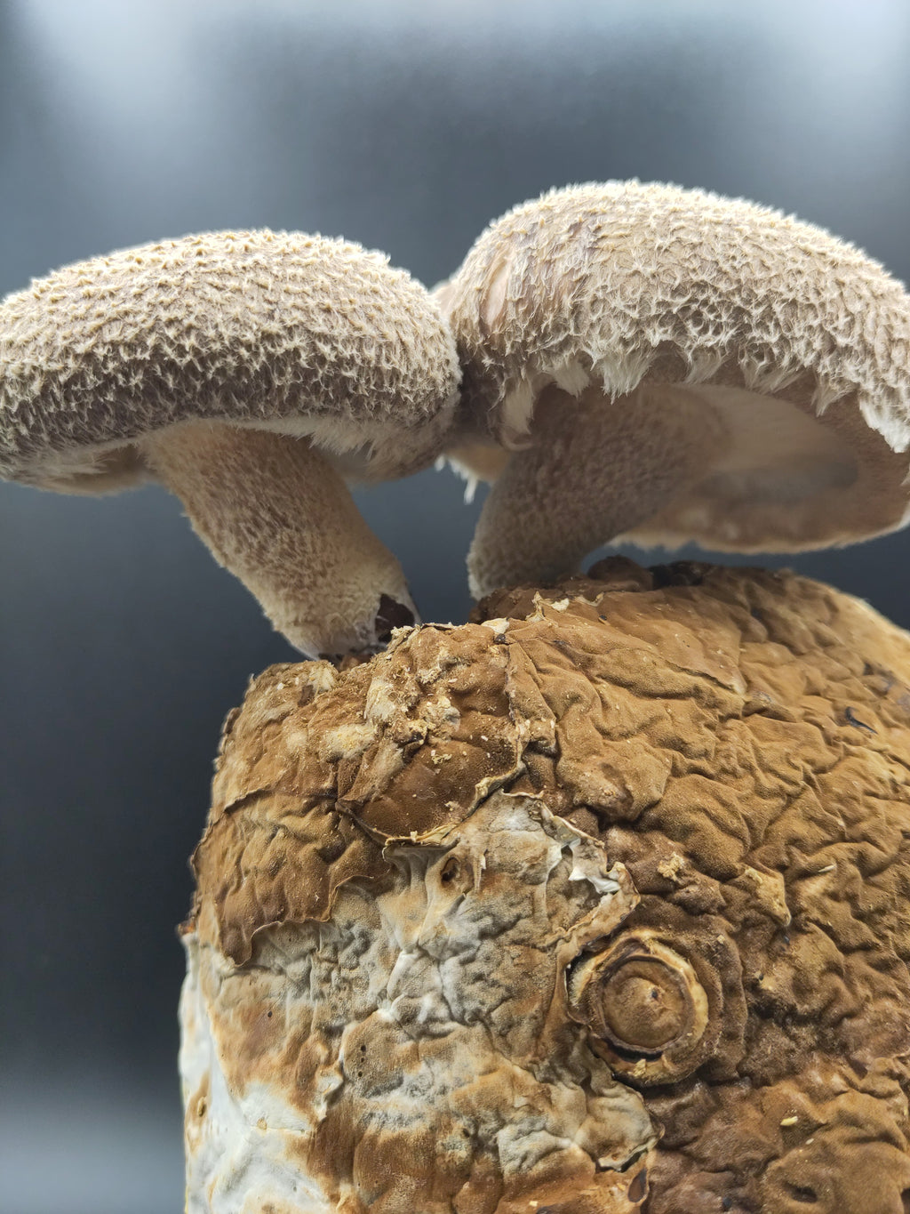 Dried | Shiitake