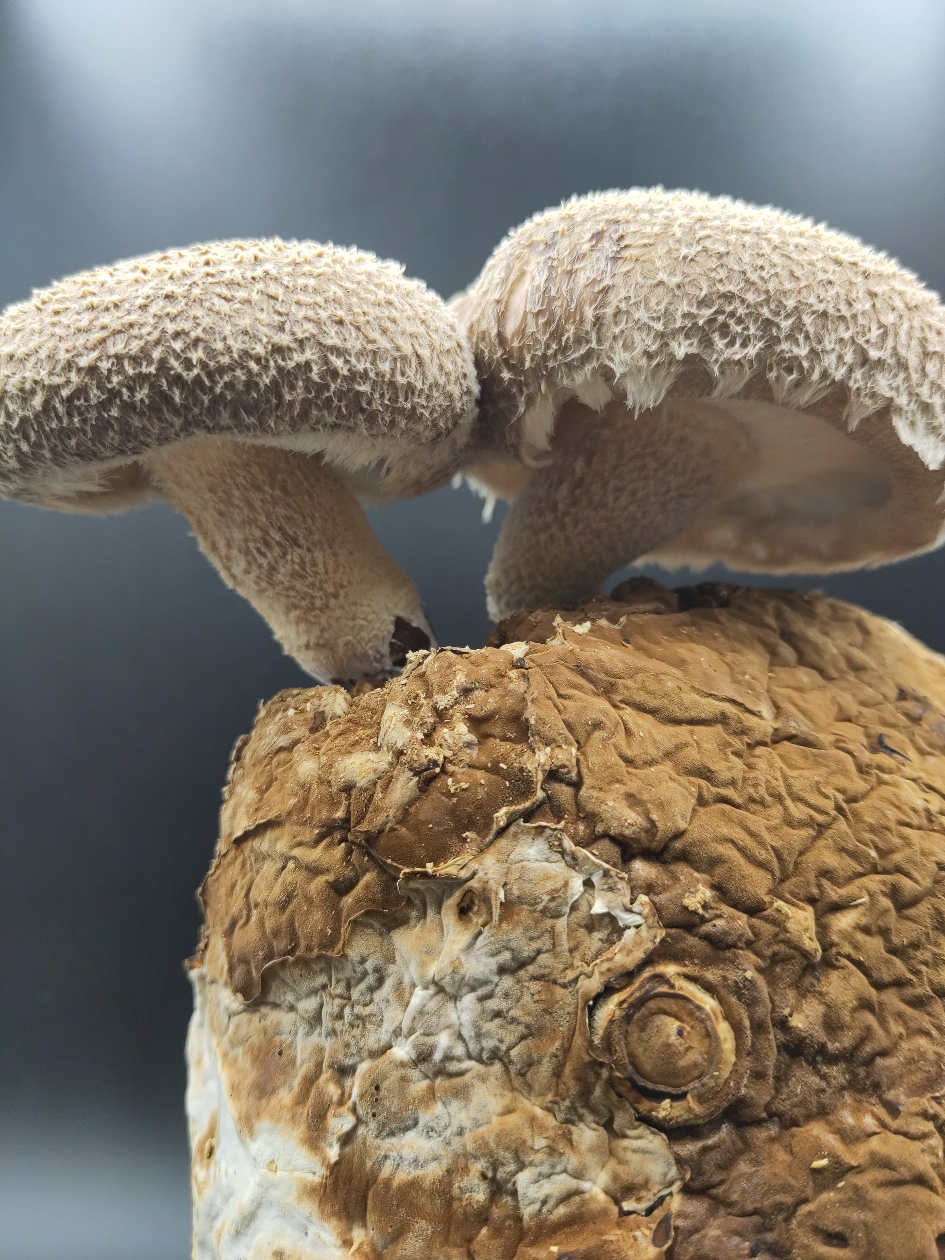 Dried | Shiitake