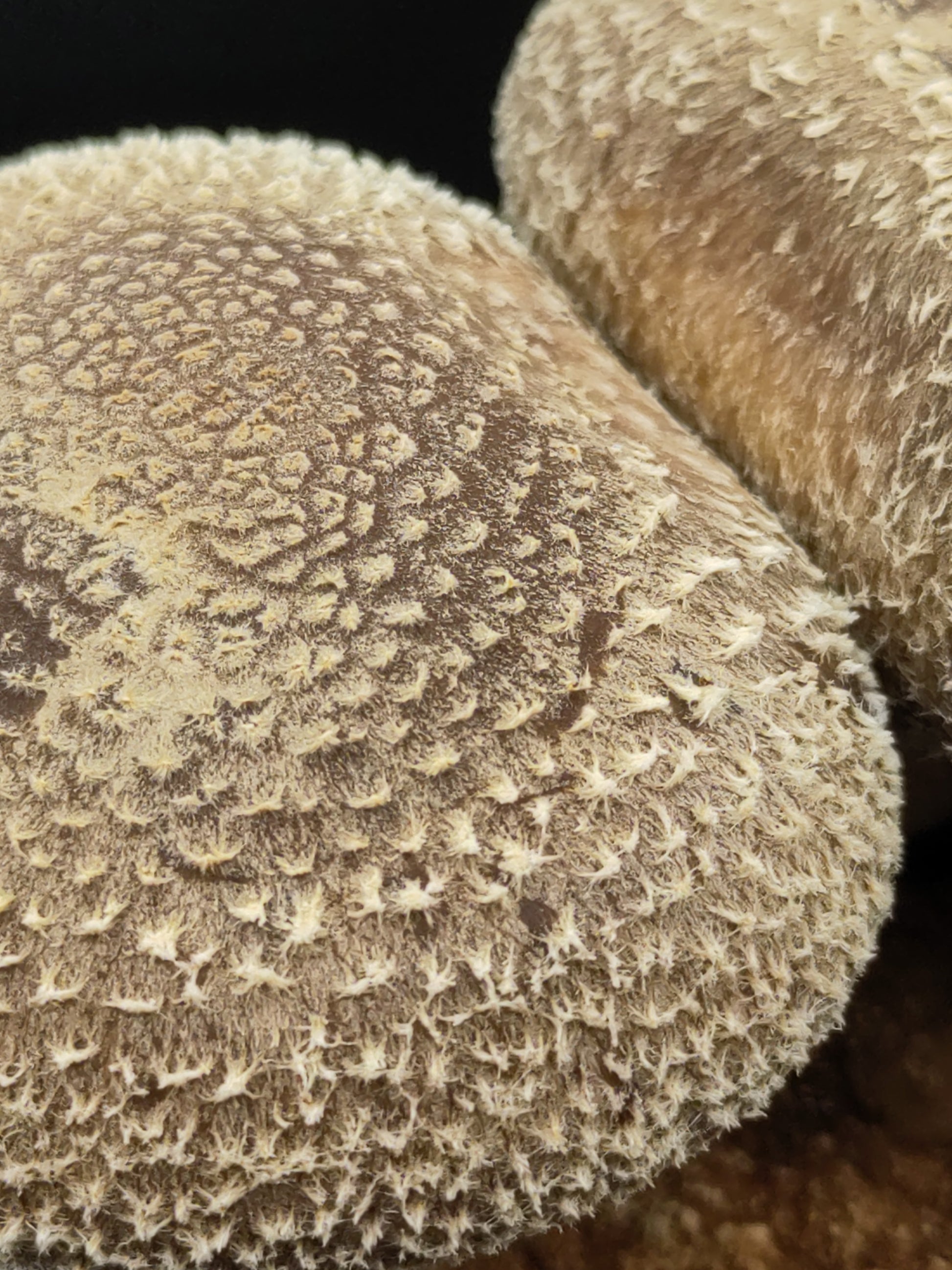 Dried | Shiitake