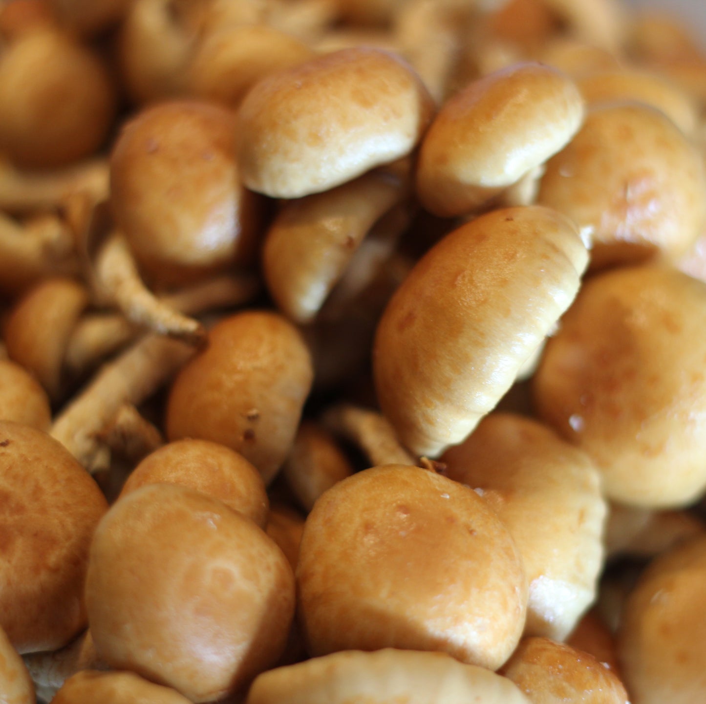 NAMEKO | Pholiota Nameko