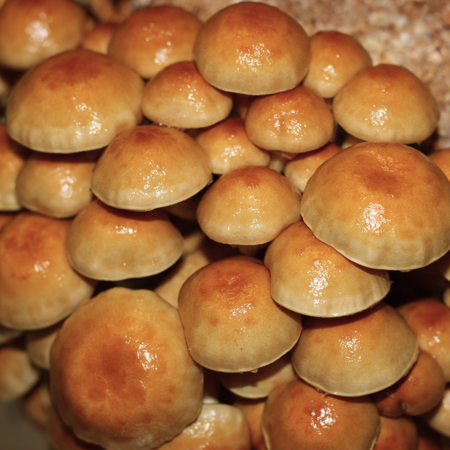 NAMEKO | Pholiota Nameko