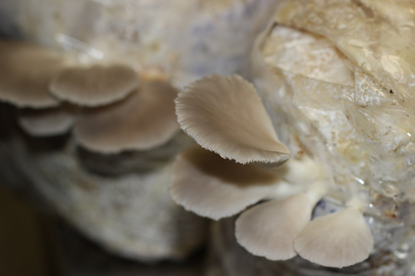 Grow Box PHOENIX  OYSTER | Pleurotus Pulmonarius