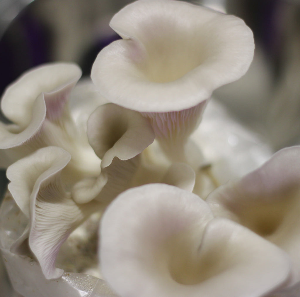 FLORIDA | Pleurotus Ostreatus var. Florida