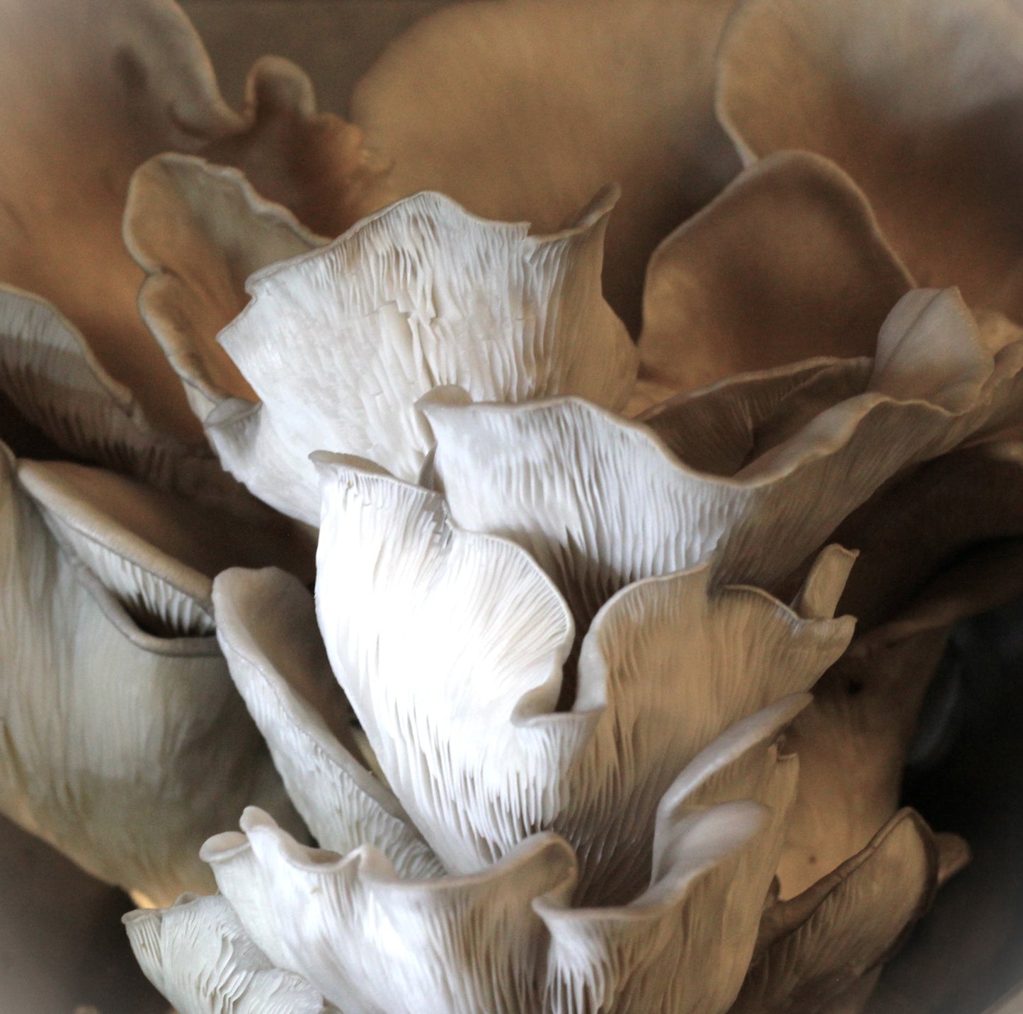 BROWN OYSTER | Pleurotus Ostreatus