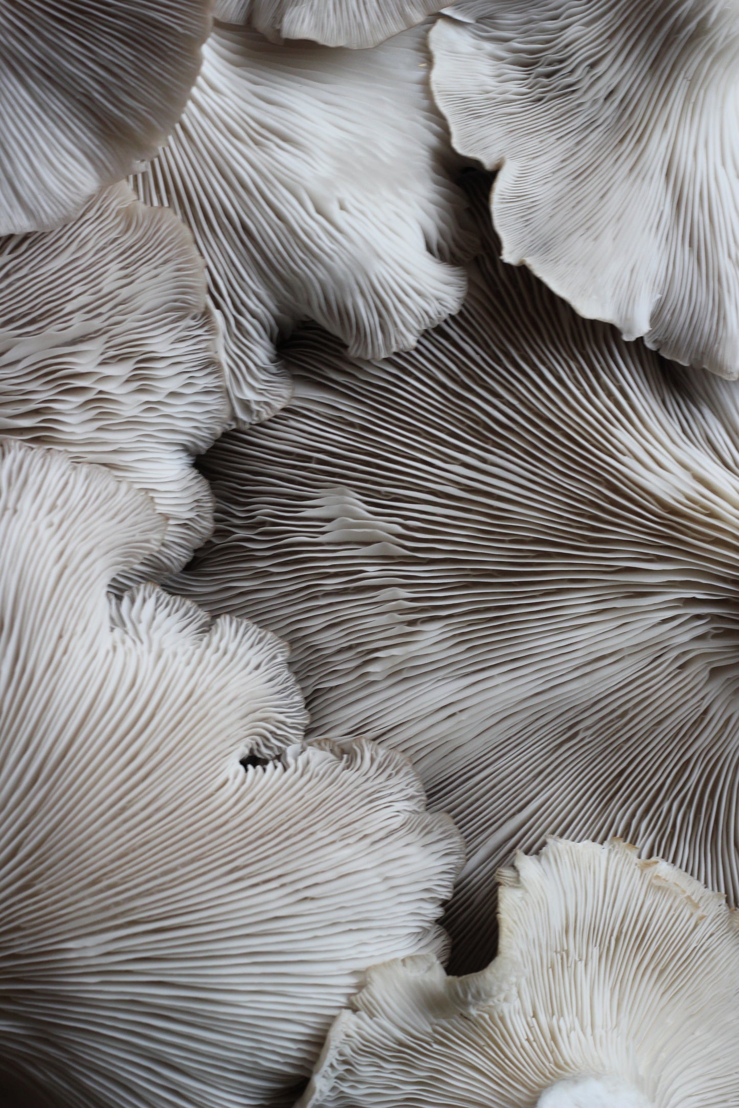 PHOENIX OYSTER | Pleurotus Pulmonarius