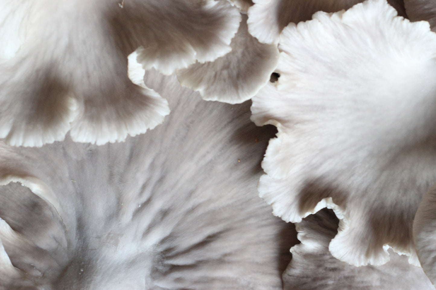 PHOENIX OYSTER | Pleurotus Pulmonarius