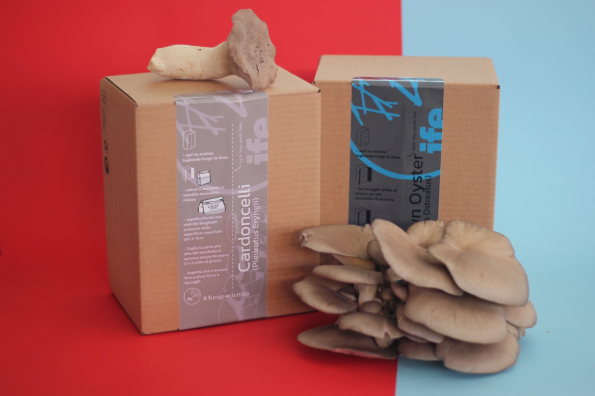 Xmas bundle | Coltivatore in e̵r̵b̵a̵ funghi