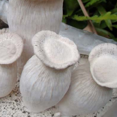 BASILISK OYSTER | Pleurotus Nebrodensis