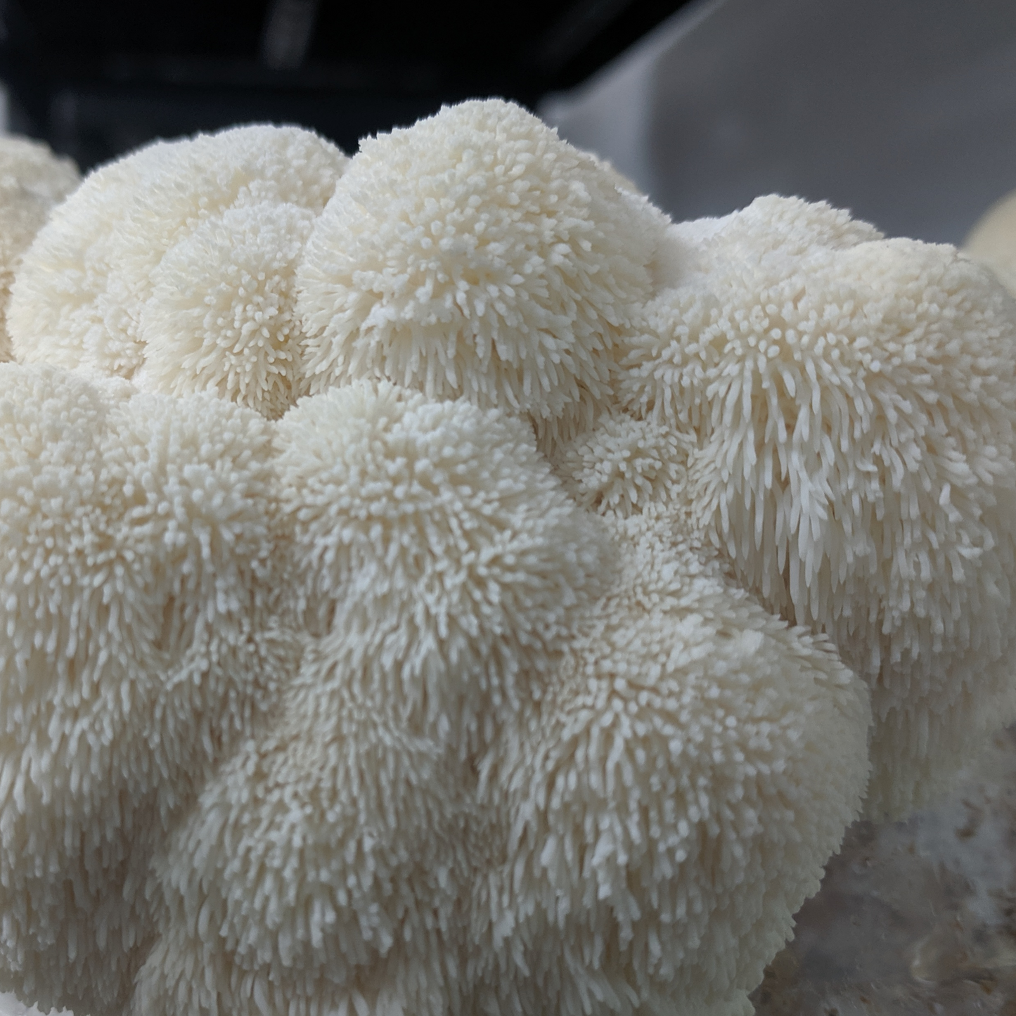 LION'S MANE | Hericium Erinaceus