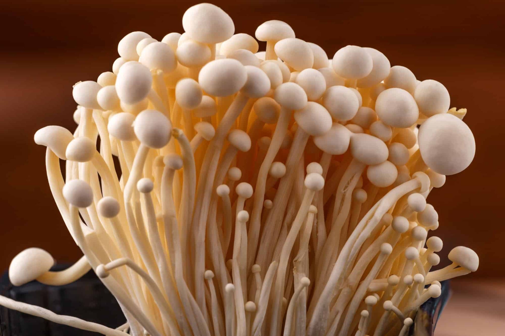 Dried | Enoki
