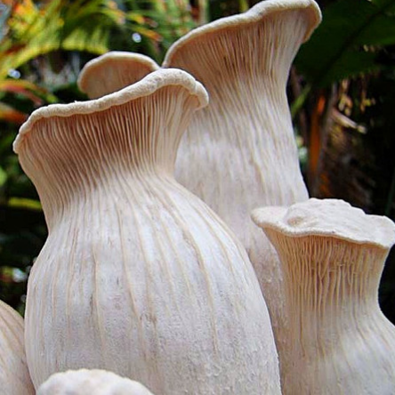 FERULA OYSTER | Pleurotus Ferulae