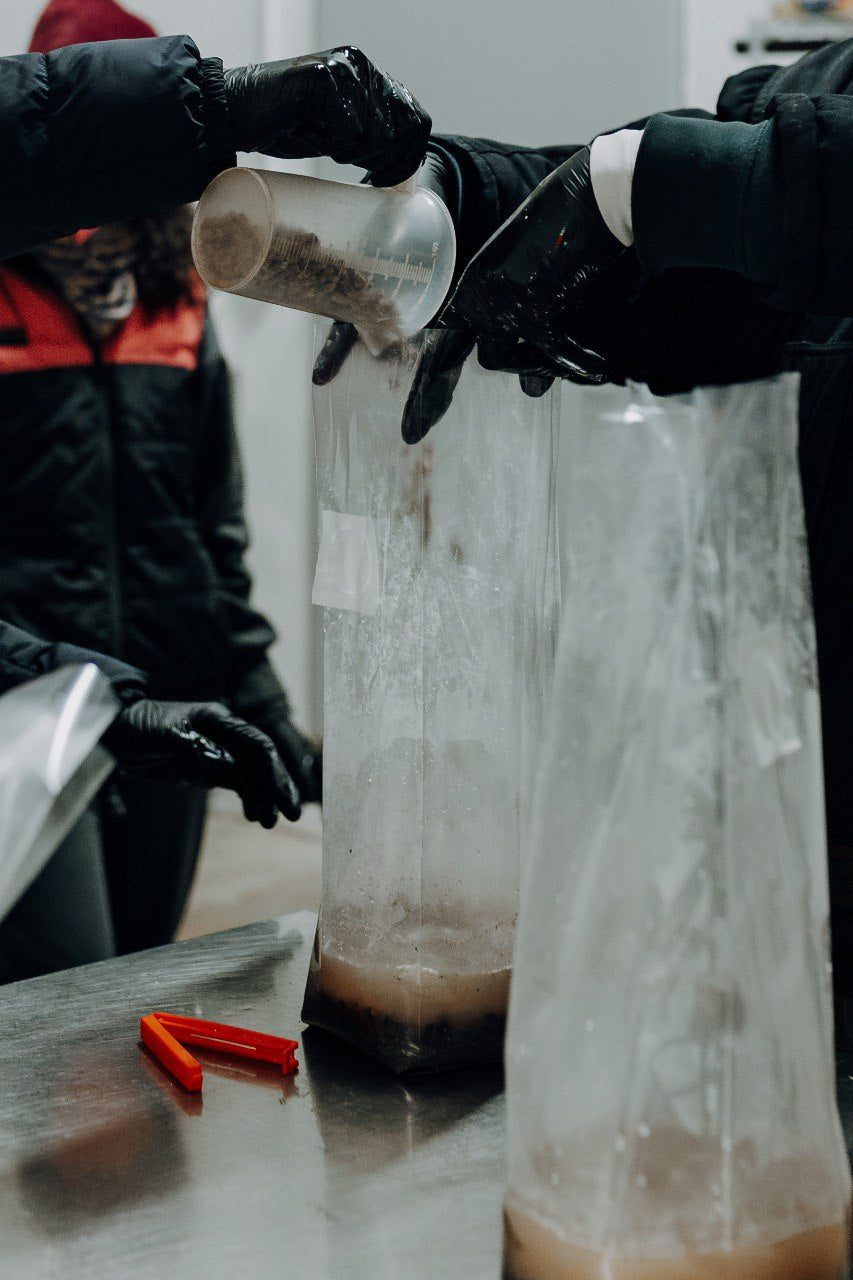 Corso di coltivazione e cucina | Pleurotus Eryngii...il Cardoncello!